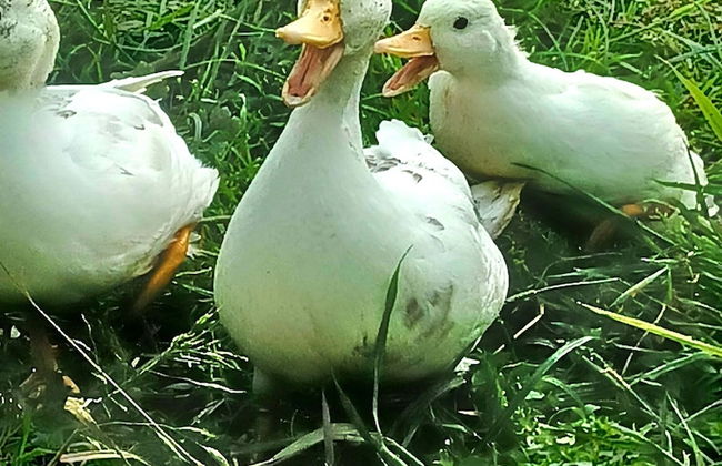 Secluded Converted Horsebox Retreat in Welcombe - Photo 7