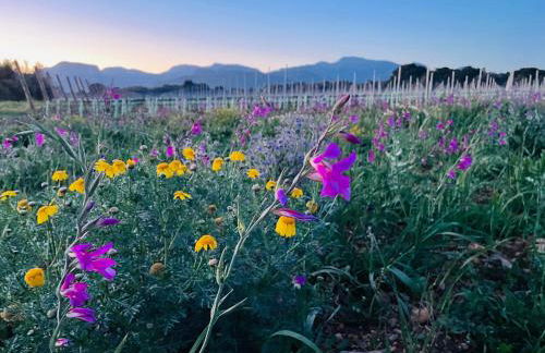 Finca La Preciosa - Photo 71