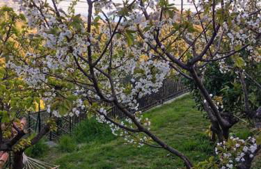 Dalla Isi il giardino sul golfo - Foto 5