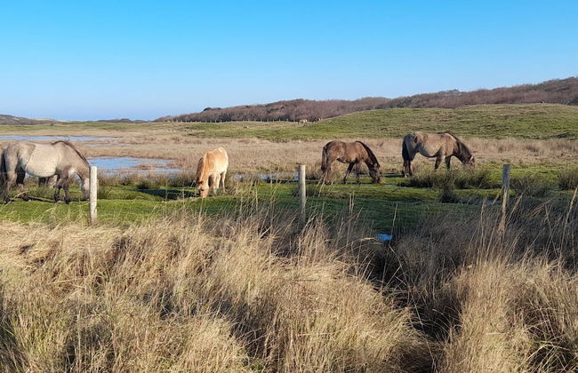 Chalet in Oostkapelle Near the Beach - Photo 29