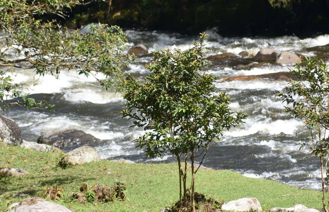 Trilha pelo santuário Otún Quimbaya - Foto 7