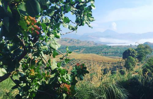 Ciuci's Manor - Foto 29