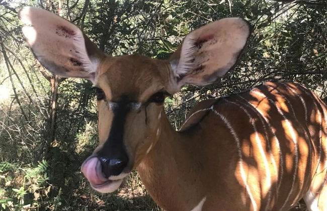 Holiday Home in Hoedspruit With Private Pool - Photo 28