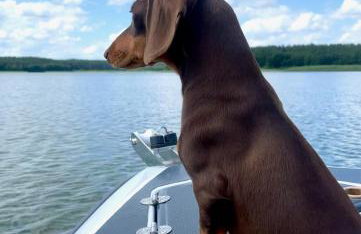 Johatsu - Między niebem a rumianem - Foto 13