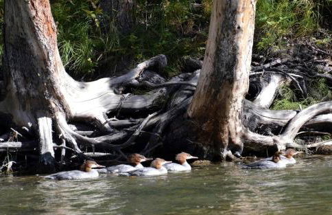 Picturesque Cottage for a Riverside Retreat near Big Sky, Montana - Foto 27