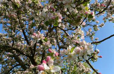 Overkamps - das Ferienhaus Odernheim - Foto 21