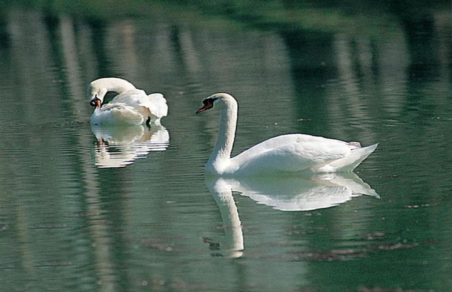 Farmhouse Near Lake Trasimeno With Pool - Foto 30