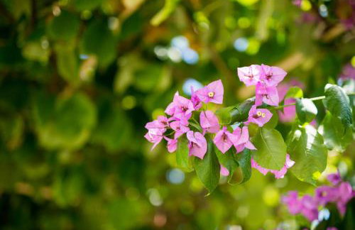 Apartmani Galić - Foto 32