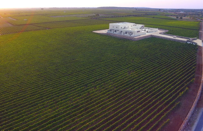 Gianfranco Fino Viticoltore - Foto 32