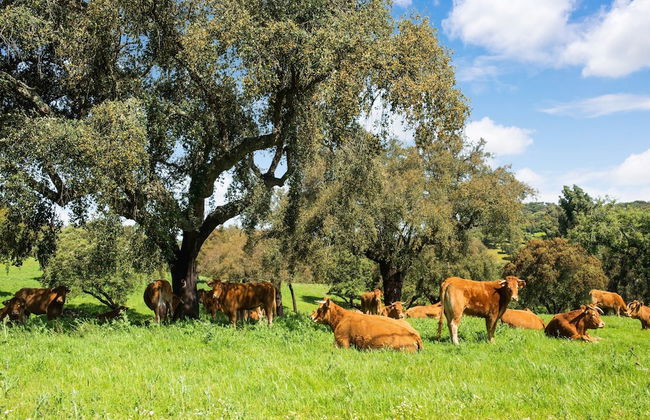 Country Mansion in Montemor-o-novo Alentejo - Foto 34