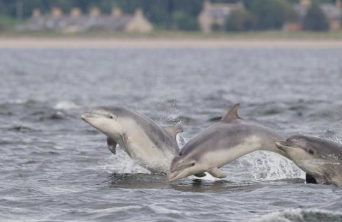 Dolphin View Hillockhead - Foto 51