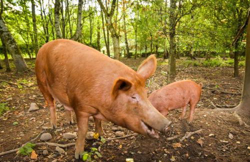 The Steading at Pitmeadow Farm - Photo 9
