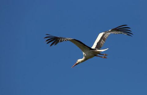 Ferienwohnung Drömmeljan - Foto 22