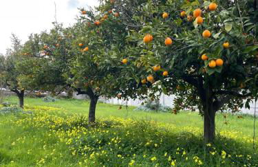 Sa Domu Nostra Holiday - Foto 25