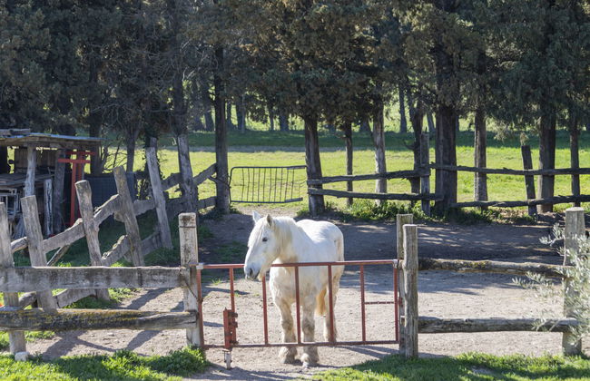 Mas de la Gourmette - Foto 41