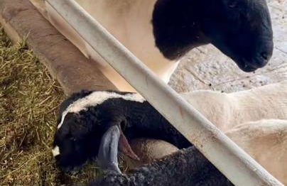 Flat Hotel Fazenda Monte Castelo Gravatá Bezerros - Foto 39