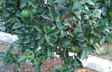 Kalama Apartments - Foto 34