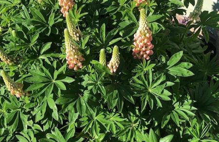 The Resting Shepherd - Foto 22