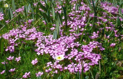 Trollenhof im Allgäu - Ferienwohnungen Säuling - Foto 33