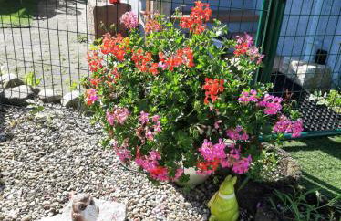 Gîte les chiwawas d'Alsace - Foto 13