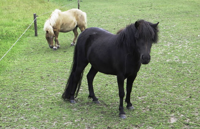 4 bedroom House in Losser with garden - Photo 21