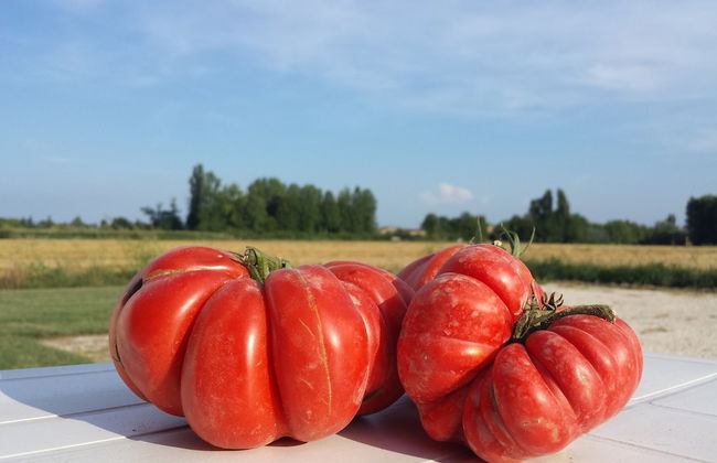 Agriturismo B&B Corte dei Gioghi - Foto 41