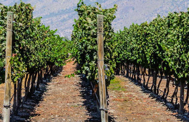 Isla de Maipo Wine Tour - Photo 1