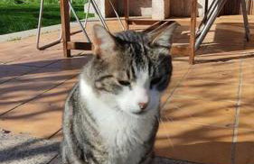 La casa del fresno - Foto 23