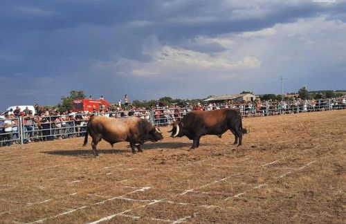 Casa do Planalto Mirandês - Foto 23