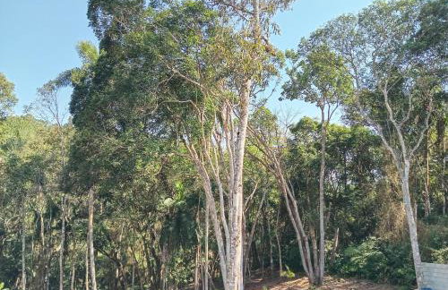 Mirante da mata - Photo 24