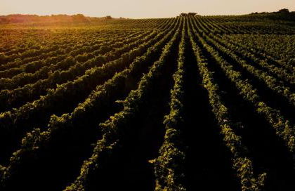 Au coeur des vignes, à deux pas de la mer - Foto 28