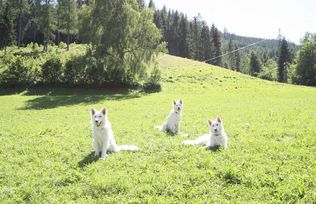Sprawling Mansion near Ski Area in Salzburg - Foto 13