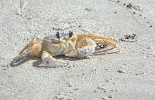 Cozy Canaveral Beach Condo! Next to NASA Launch Site - Foto 30