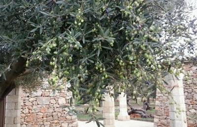 Tenuta Serre - Foto 51