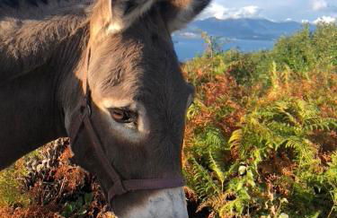 Agriturismo Biomatto - Foto 21