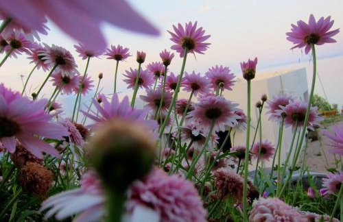 Amarandos Sea View Apartments - Photo 11