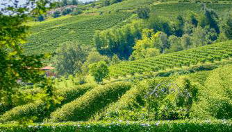 La Collina di Cesare - Foto 3