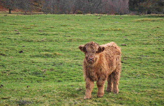 Juniper Hill, Loch Achilty - Foto 22