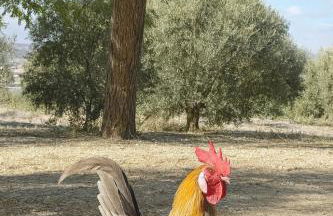 Cortijo Bablou - Foto 74