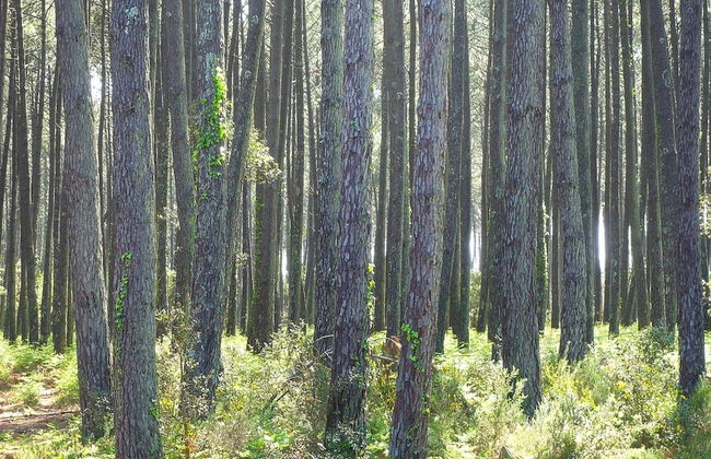 Terraced Holiday Home in Moliets - Photo 30