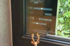 1Step2AllStars Baumhaus - Foto 61