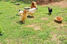 GÎTE Le REFUGE - Photo 31