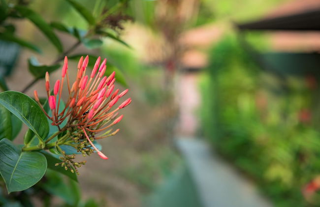 Tiki Villas Rainforest Lodge & Spa - Foto 65