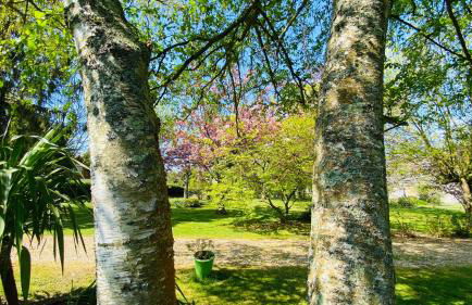 Le tulipier - Foto 6