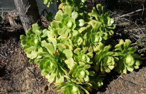 La Cuppulata - Foto 34