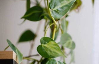 Historic Cottage + Modern Luxury • Walk to Capitol - Foto 71