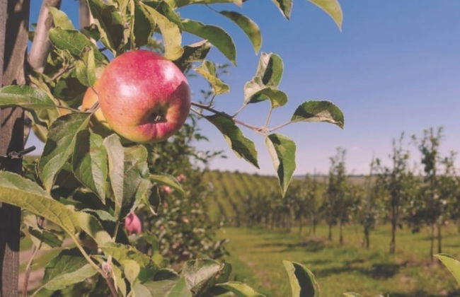 Hawthorn Farm Cottages - Foto 55