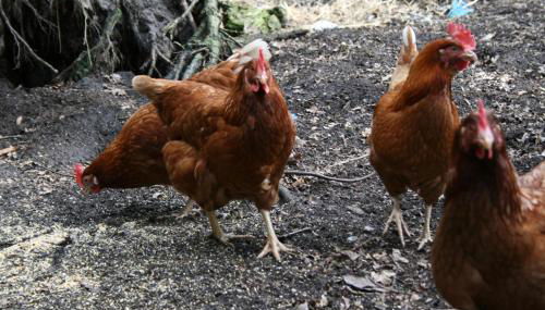 Ferienhof Wroge - Foto 4