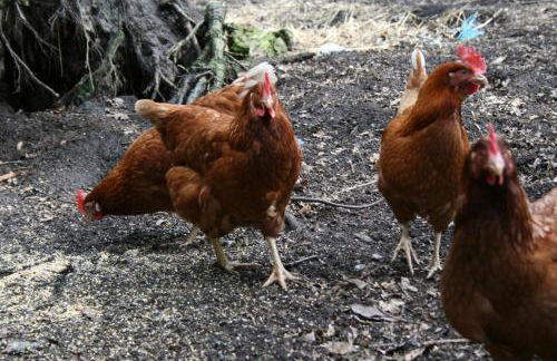 Ferienhof Wroge - Foto 4