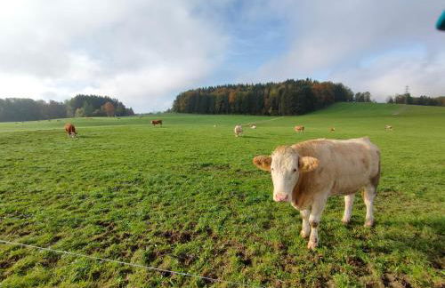 Schmidtler`s Nest - Foto 20